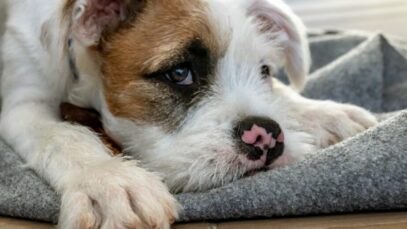 ansiedade do cachorro