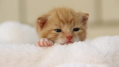 Cuidar de filhote de gato