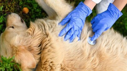 primeiros-socorros em pets