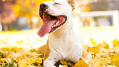 Disfunção Cognitiva