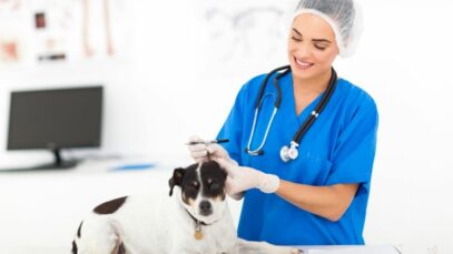 Medicina Veterinária