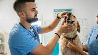 médicos-veterinários