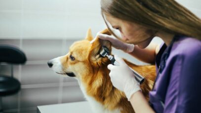 Brasil é líder em faculdades de medicina veterinária