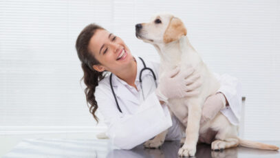 Mercado de planos de saúde em alta na Petlove