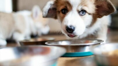 Crescimento do mercado pet