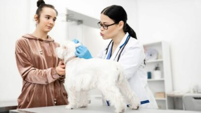 Gestão é foco de convenção de hospitais veterinários