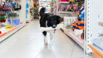 Distribuidora pet N+ investe também em rede de pet shops