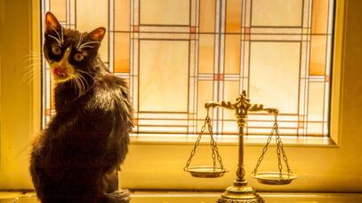 Venda de animais em pet shops