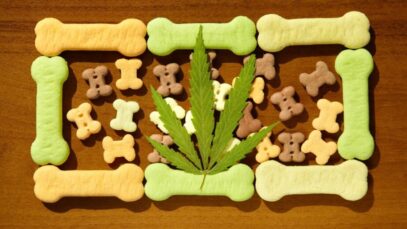 cannabis na saúde animal