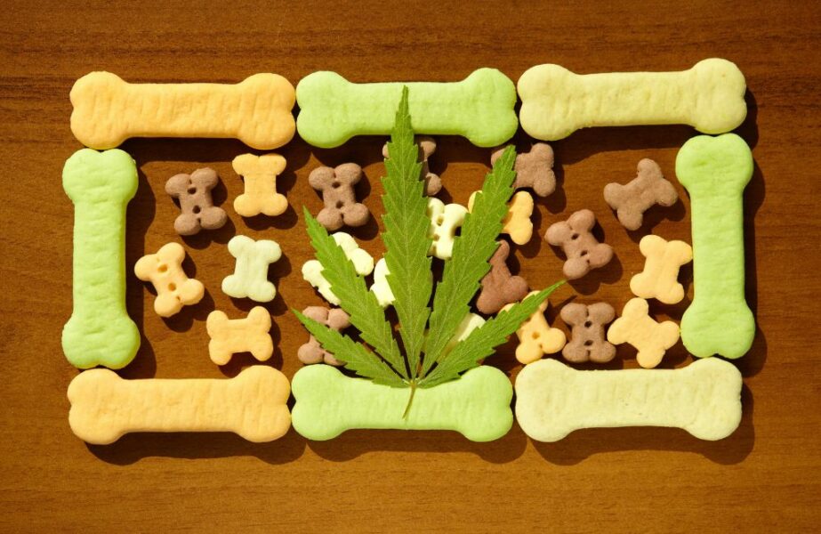 cannabis na saúde animal
