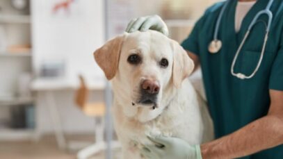 Implementação do SUS para pets trava no Legislativo