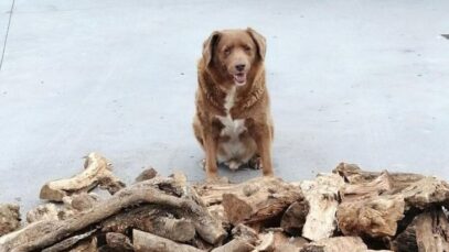 cachorros mais velhos do mundo