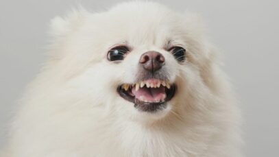 cachorro parar de latir