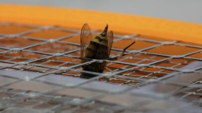gato é picado por abelha