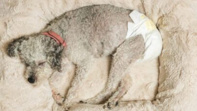 absorventes para cachorros