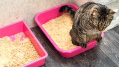 Como ensinar o gato a usar caixa de areia