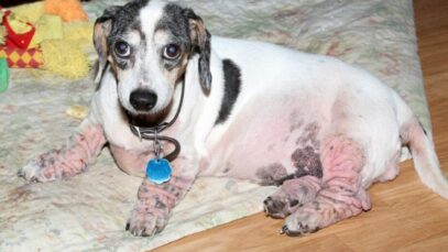 Câncer de pele em cachorros