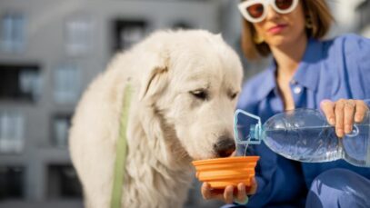 Como evitar a desidratação dos pets no verão