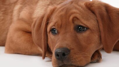 Depressão em cachorros