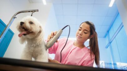 Empregos no mercado pet