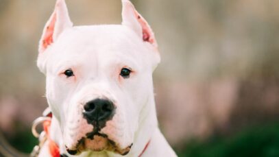 Dogo argentino