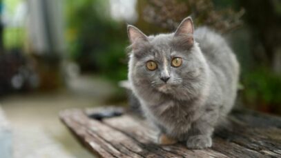 Gatos de pernas curtas