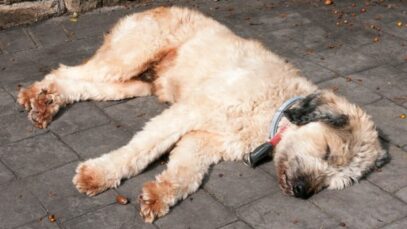 Neoplasia testicular canina