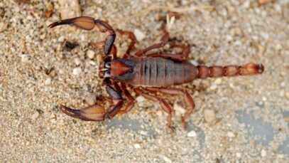 Picada de escorpião em gato