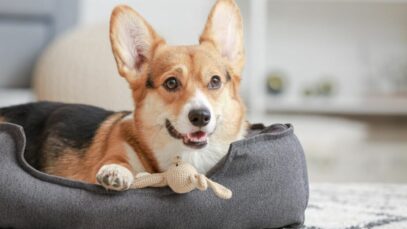 caminha para cachorro