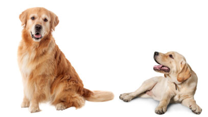 Diferenças entre labrador e golden retriever