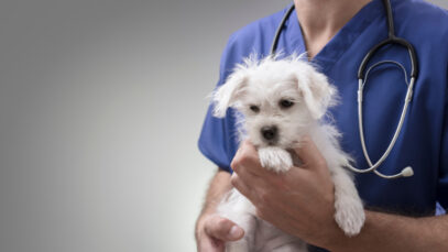 Homologação de ART para veterinários passa a ser paga