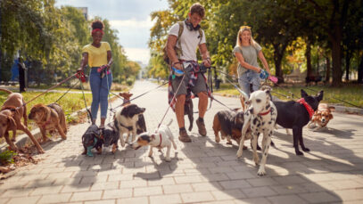 Mercado de dog walkers é tema de estudo inédito