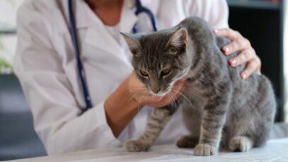 doença articular degenerativa