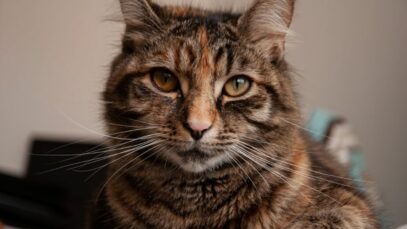 Gato de pelo curto brasileiro