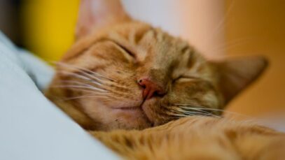 Por que os gatos dormem tanto