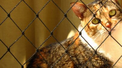 porque é importante telar as janelas