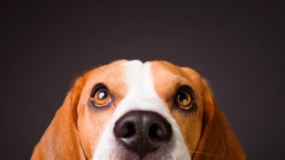 como os cachorros enxergam