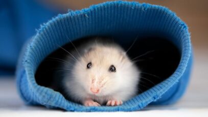 hamster está doente