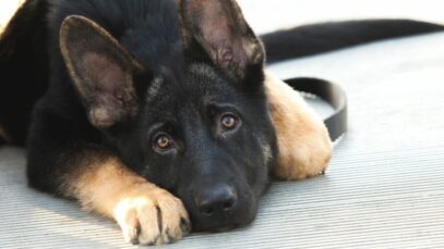 cachorro sente cólica
