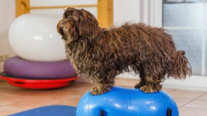 fisioterapia veterinária