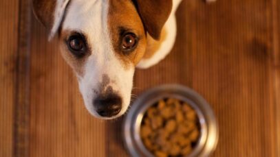 Ração à base de insetos é aposta de startup