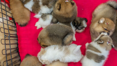 Importante metrópole proíbe venda de pets