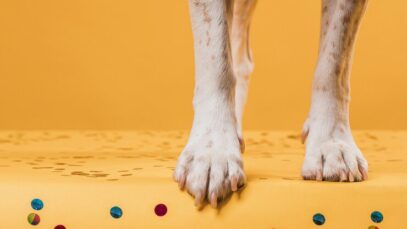 Meias e sapatos para cachorros