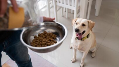 hábitos alimentares dos pets