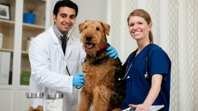 Conselho aponta 154 mil veterinários no Brasil