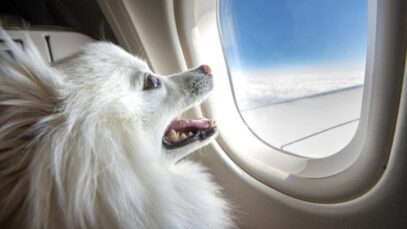 Transporte aéreo de pets é mercado em alta