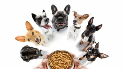 ração para cachorros