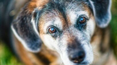 vitamina para cachorro idoso