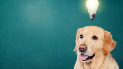 Associação estimula desenvolvimento das startups pet