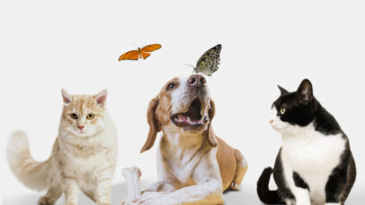 dieta balanceada para cães e gatos